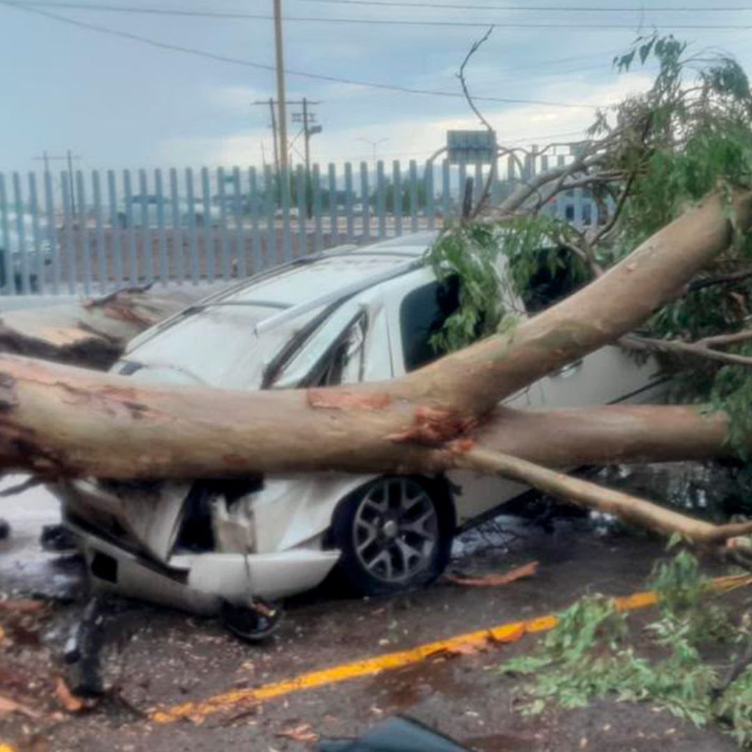 Lluvia Provoca Caída de Arboles y Apagones en Torreón, Coahuila